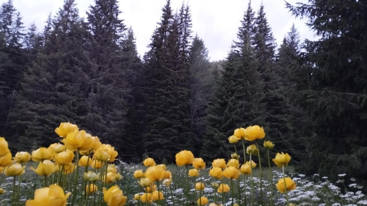 Хижа Ловна В Рила بانيشيست المظهر الخارجي الصورة
